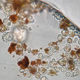 Illustration for article titled 34,000 Year Old Life Found Trapped in Salt Bubbles